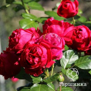 Роза Ред Эден Роуз, Мейян, цвет 10 см - фото 1
