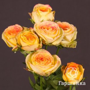 

Роза Санмастер
