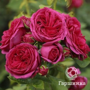 Роза Софи Луиза чайно-гибридная, Тантау, цвет 10 см - фото 1