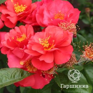 

Роза Соу Претти, Мейян
