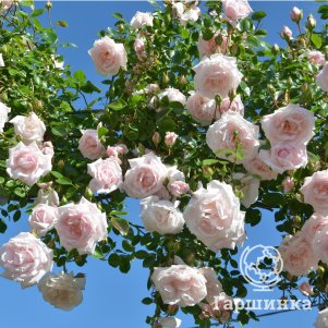 Роза Сван Лейк плетистая, цвет 12 см