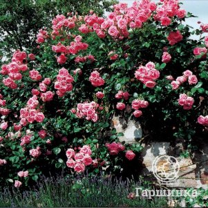 Роза Темпера плетистая, цвет 9 см - фото 1