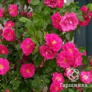 Роза Вильям Баффин канадская парковая