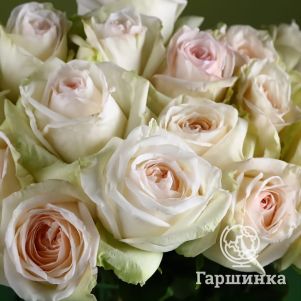 

Роза Вайт О Хара, Питомник роз