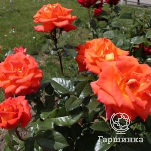 

Роза Верано, Питомник роз