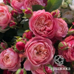

Роза Викториан Классик, Питомник роз