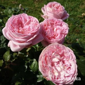 Роза Вояж