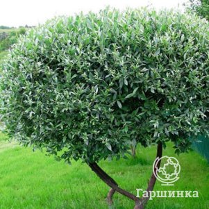 

Ива Карликовая