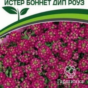 

Семена Алиссум морской "Истер Боннет Дип Роуз" 0,01 г Партнер