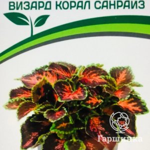 

Семена Колеус шлемниковидный "Визард Корал Санрайз" 10, Партнер