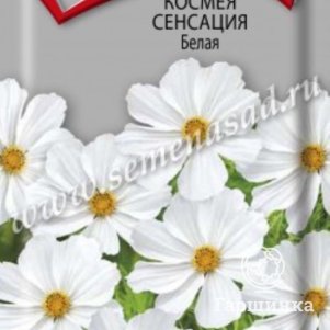 

Семена Космея Сенсация Белая 0,3, Поиск