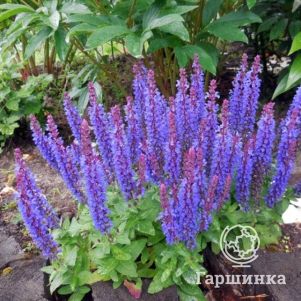 

Шалфей (сальвия) дубравный Сенсейшн Компакт Виолет