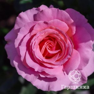 

Роза Поэзия, Питомник Розы Фокино