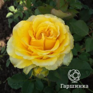 

Роза Сфинкс, Питомник роз