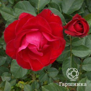 

Роза Таманго флорибунда, Питомник роз