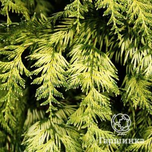 

Туя Айриш Голд складчатая