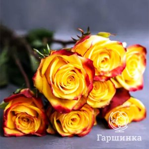 

Роза Тутти Фрутти флорибунда, Питомник роз