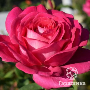 Роза Веласкес, Питомник роз Королева Роза - фото 1