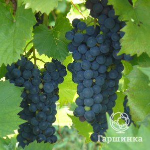 

Виноград Маркетт