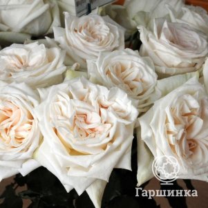 

Роза Вайт О'Хара чайно-гибридная, Питомник роз Королева Роза