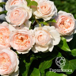 

Роза Вилдив, Питомник роз Королева Роза