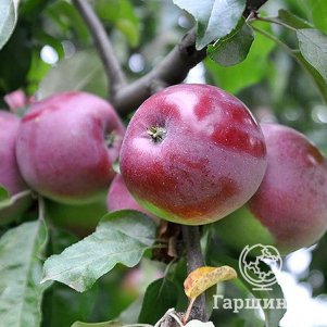 

Яблоня Белорусское малиновое