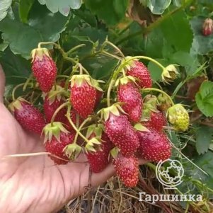 

Земляника садовая Купчиха улучшенная
