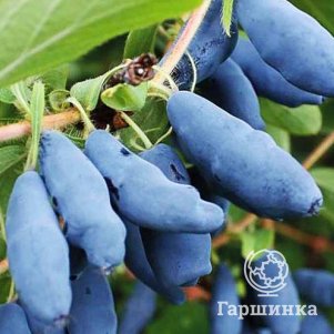 

Жимолость Синий утес