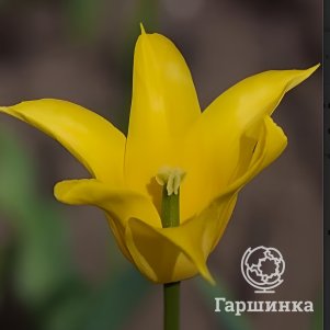 

Тюльпан Баллада Голд лилиецветный 5шт.