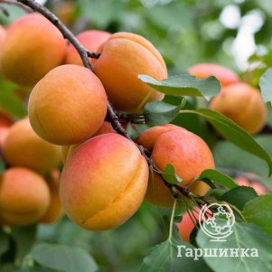 

Абрикос Графиня