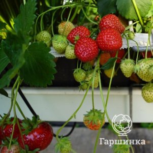 

Клубника Дарселект