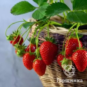 

Земклуника Дар