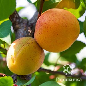 

Абрикос Погремок