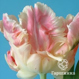 

Тюльпан Либретто Пэррот попугайный 5шт