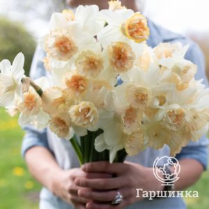 

Нарцисс Петит Фоу махровый 2шт