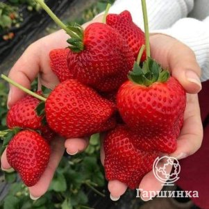 

Клубника Баунти