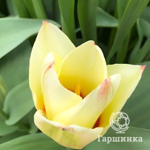 

Тюльпан Альбион Стар 5шт