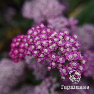 

Тысячелистник Нью Винтаж Ред Виолет