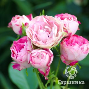 

Роза Акрополис, Питомник роз