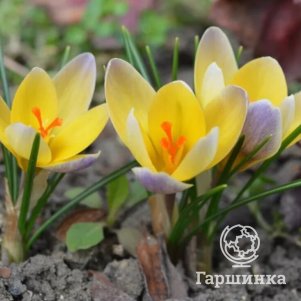 

Крокус Адванс 5 шт