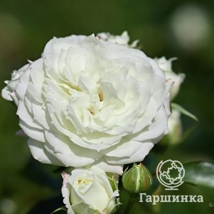 

Роза Алабастер