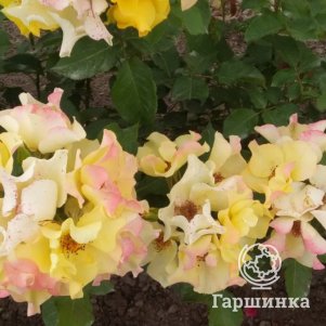 

Роза Али Дорате, Питомник роз