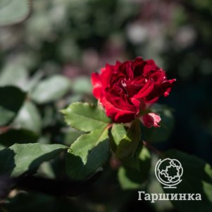 Роза Альянс чайно-гибридная, Imperial Rose