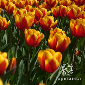 

Тюльпан Андре Ситроен Триумф 5 шт