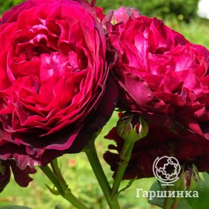 Роза Астрид Графин фон Харденберг, Питомник роз