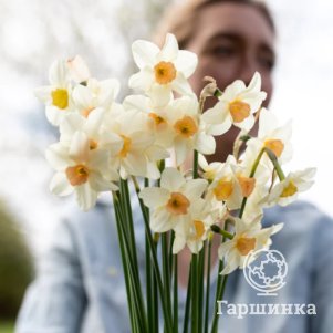 

Нарцисс Белл Сонг 2шт.