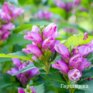 

Хелоне косая Пинк