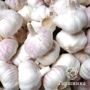

Чеснок озимый сорт Петровский 0.5кг