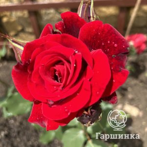 Роза Дон Жуан плетистая, цвет 11 см - фото 1