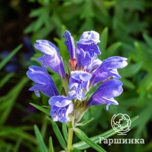 

Змееголовник Харкевича